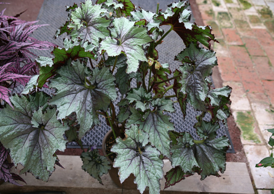 B. ‘Lillian’